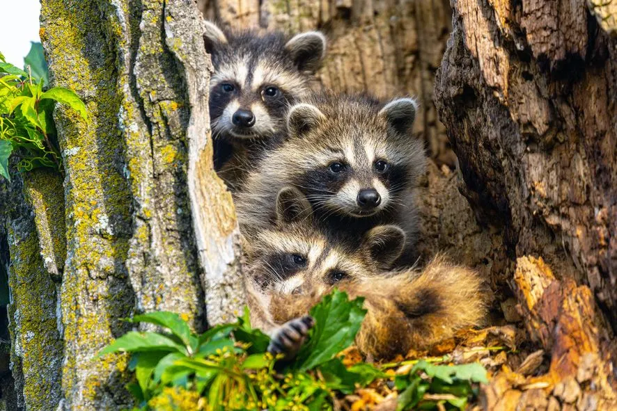 Blog-size-Raccoon-family-tree-by-Joseph-Riederer